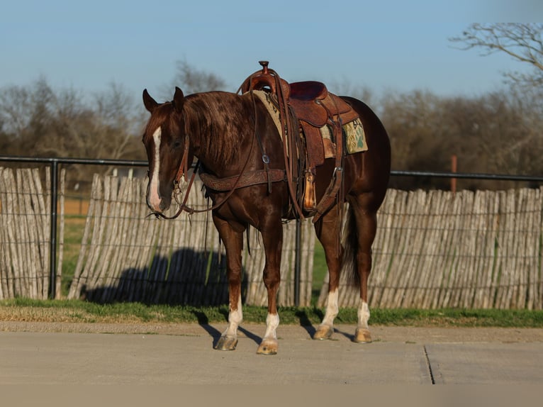 American Quarter Horse Castrone 3 Anni 152 cm Sauro ciliegia in Rusk