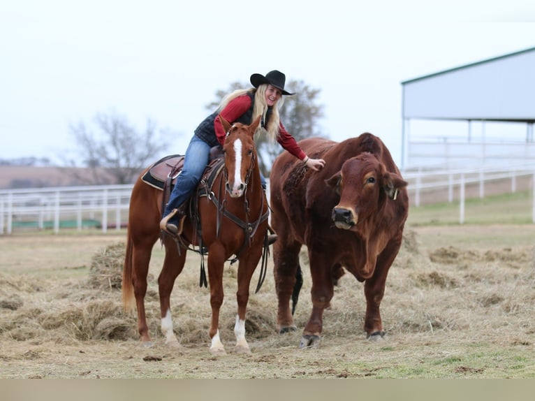 American Quarter Horse Castrone 3 Anni 152 cm Sauro ciliegia in Whitesboro, TX