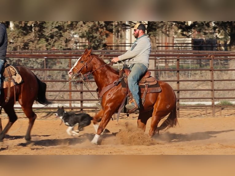 American Quarter Horse Castrone 3 Anni 152 cm Sauro ciliegia in Whitesboro, TX