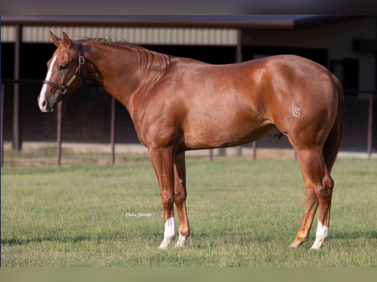 American Quarter Horse Castrone 3 Anni 152 cm Sauro ciliegia in Whitesboro, TX