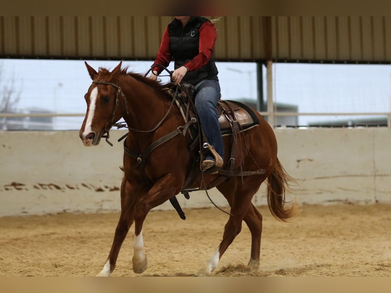 American Quarter Horse Castrone 3 Anni 152 cm Sauro ciliegia in Whitesboro, TX