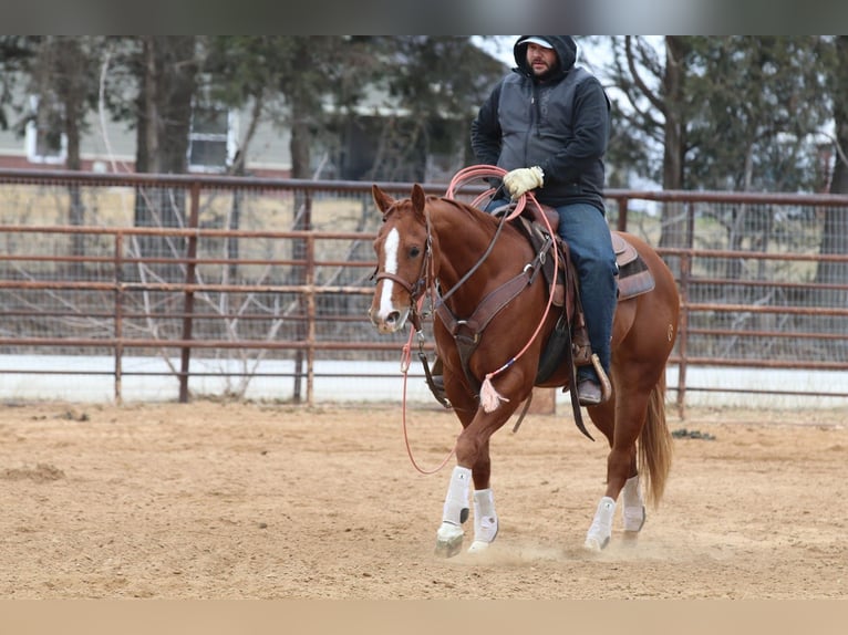 American Quarter Horse Castrone 3 Anni 152 cm Sauro ciliegia in Whitesboro, TX