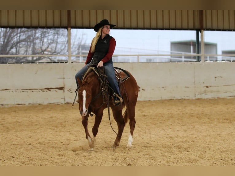 American Quarter Horse Castrone 3 Anni 152 cm Sauro ciliegia in Whitesboro, TX