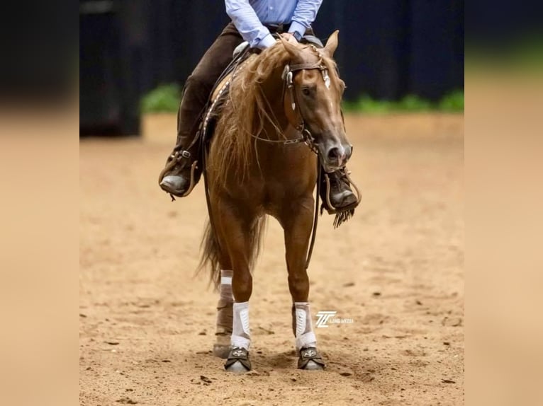 American Quarter Horse Castrone 3 Anni 152 cm Sauro ciliegia in Waco, TX