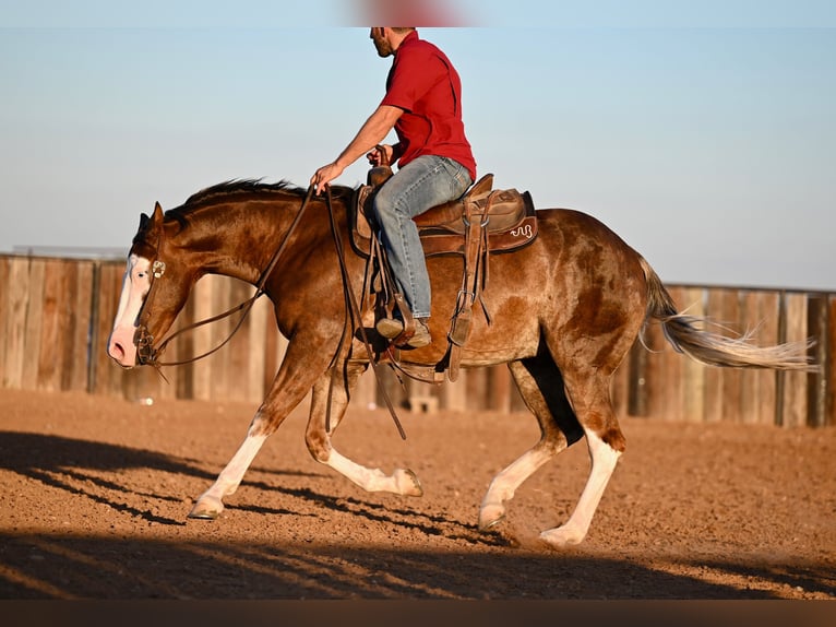 American Quarter Horse Castrone 3 Anni 152 cm Sauro ciliegia in Waco, TX