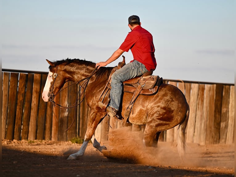 American Quarter Horse Castrone 3 Anni 152 cm Sauro ciliegia in Waco, TX