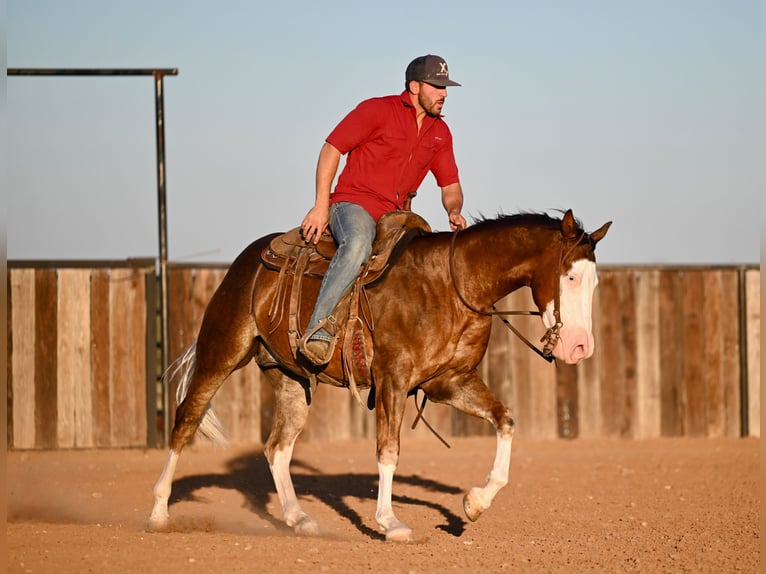 American Quarter Horse Castrone 3 Anni 152 cm Sauro ciliegia in Waco, TX