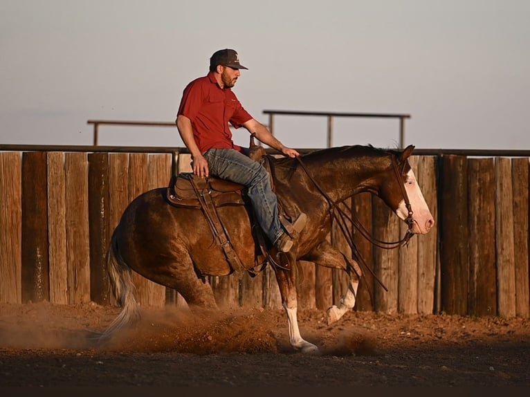 American Quarter Horse Castrone 3 Anni 152 cm Sauro ciliegia in Waco, TX