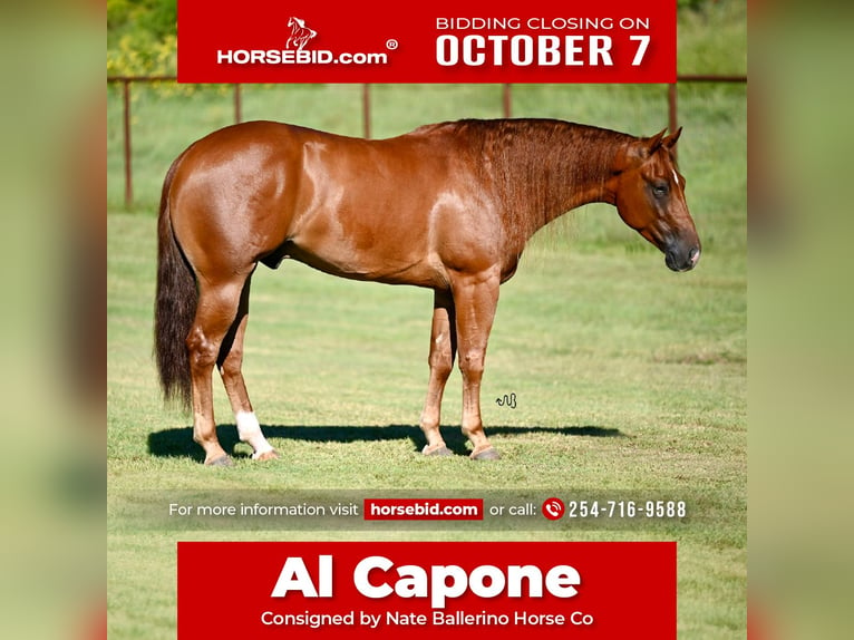 American Quarter Horse Castrone 3 Anni 152 cm Sauro ciliegia in Waco, TX