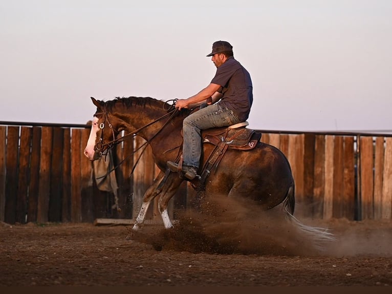 American Quarter Horse Castrone 3 Anni 152 cm Sauro ciliegia in Waco, TX