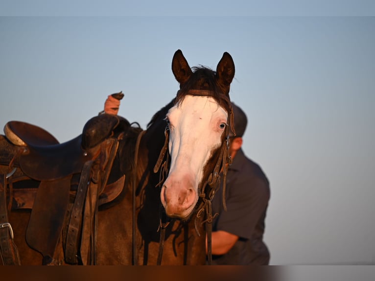 American Quarter Horse Castrone 3 Anni 152 cm Sauro ciliegia in Waco, TX