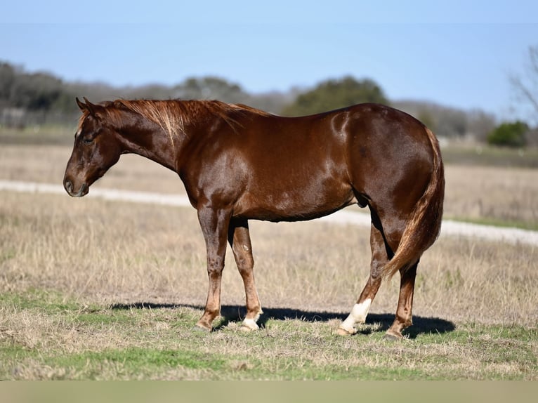 American Quarter Horse Castrone 3 Anni 152 cm Sauro ciliegia in Waco, TX