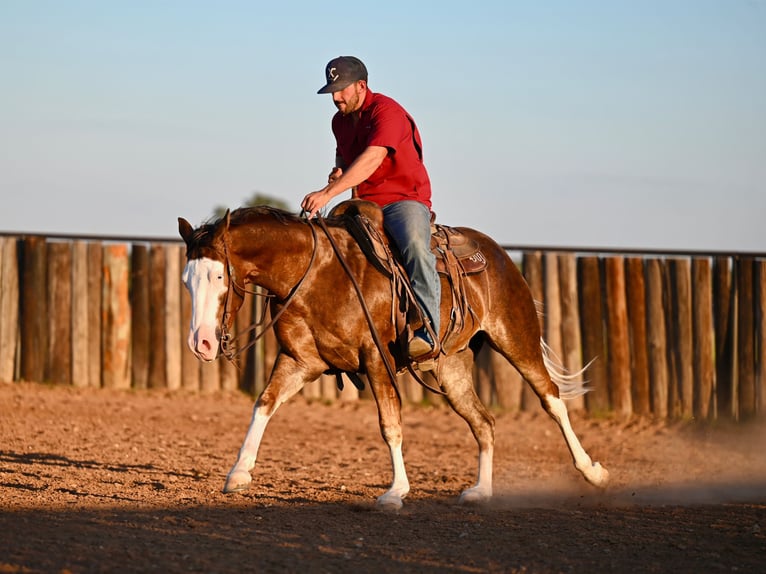 American Quarter Horse Castrone 3 Anni 152 cm Sauro ciliegia in Waco, TX