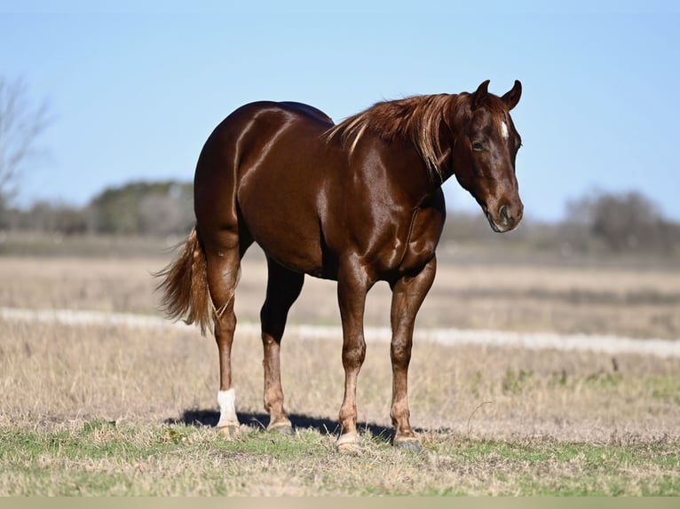 American Quarter Horse Castrone 3 Anni 152 cm Sauro ciliegia in Waco, TX