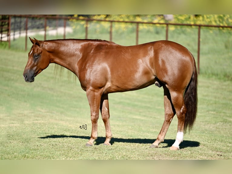 American Quarter Horse Castrone 3 Anni 152 cm Sauro ciliegia in Waco, TX