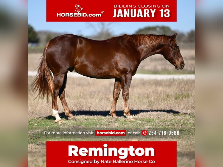 American Quarter Horse Castrone 3 Anni 152 cm Sauro ciliegia in Waco, TX