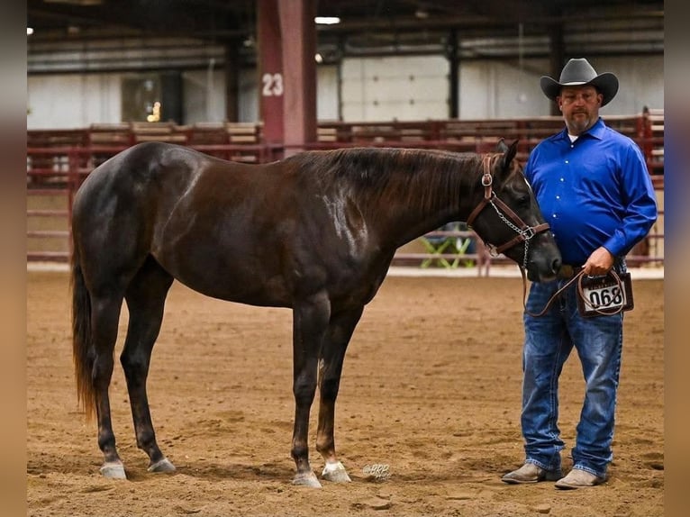 American Quarter Horse Castrone 3 Anni 152 cm Sauro scuro in Robards