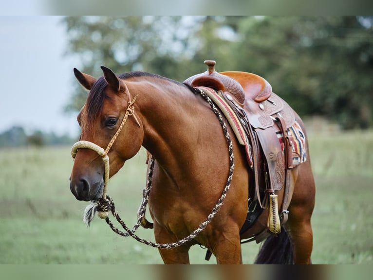 American Quarter Horse Castrone 3 Anni 153 cm Baio in München