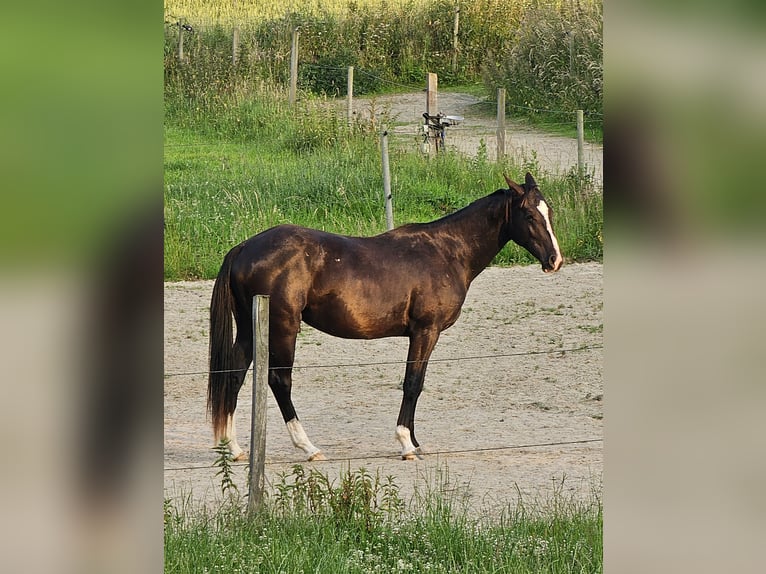 American Quarter Horse Castrone 3 Anni 153 cm Baio scuro in Havixbeck