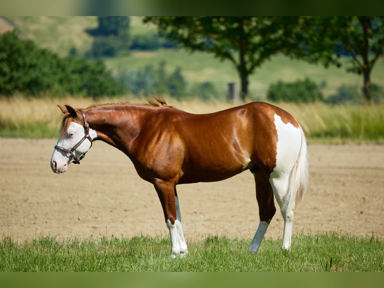 American Quarter Horse Castrone 3 Anni 153 cm Bianco in München American Quarter Horse Castrone 3 Anni 153 cm Bianco in München