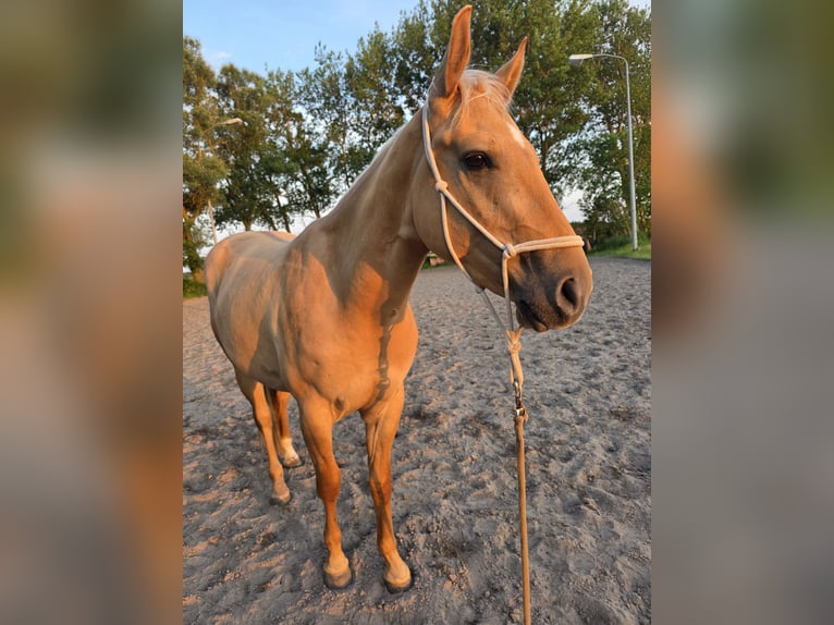 American Quarter Horse Castrone 3 Anni 153 cm Dunalino in Heemskerk
