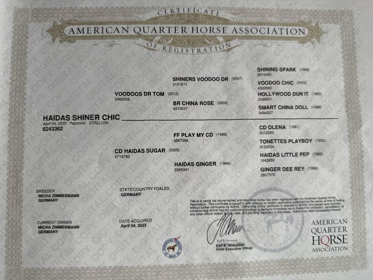 American Quarter Horse Castrone 3 Anni 153 cm Palomino in Donaueschingen