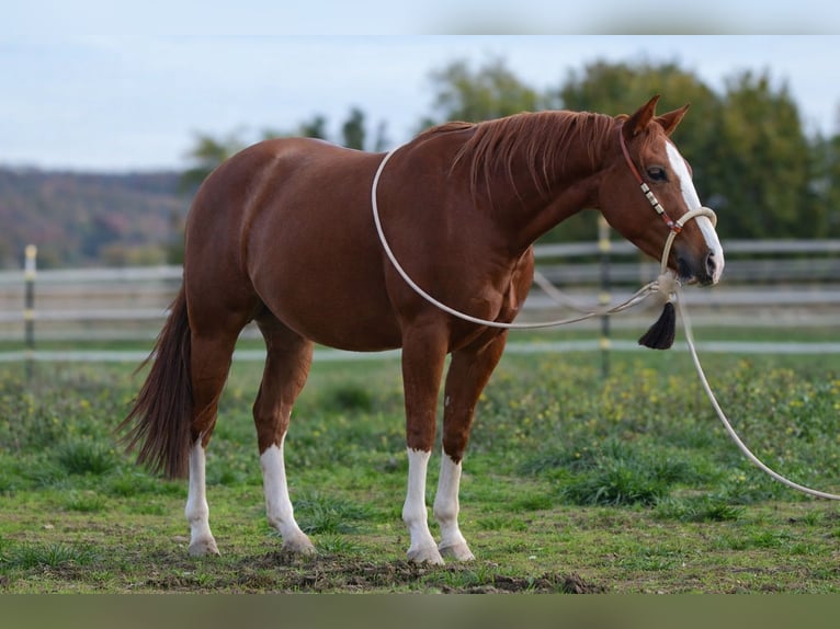 American Quarter Horse Castrone 3 Anni 153 cm Sauro in Duingen