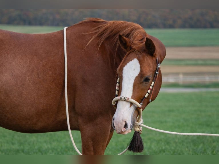 American Quarter Horse Castrone 3 Anni 153 cm Sauro in Duingen