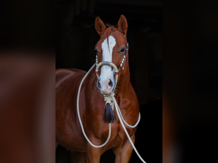 American Quarter Horse Castrone 3 Anni 153 cm Sauro in Duingen