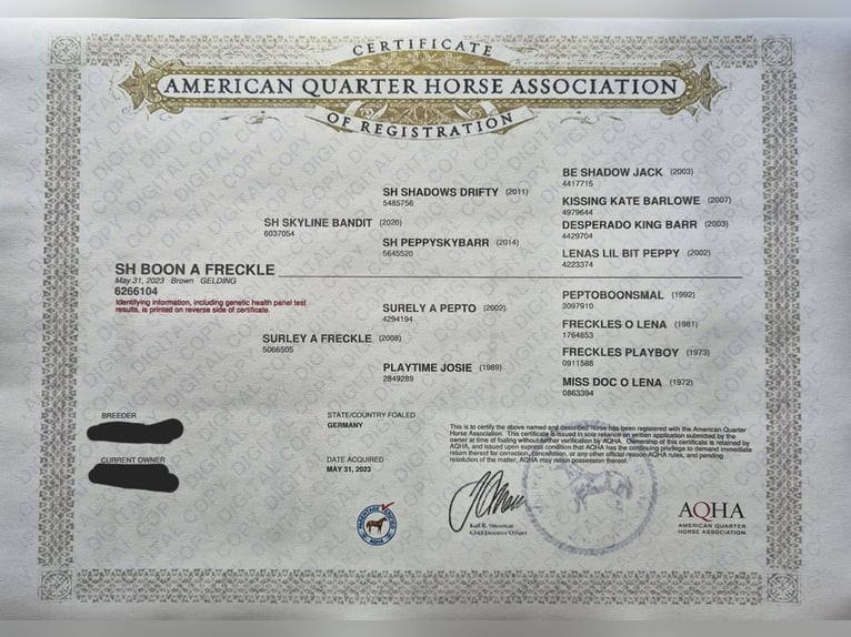 American Quarter Horse Castrone 3 Anni 154 cm Baio scuro in Steinen