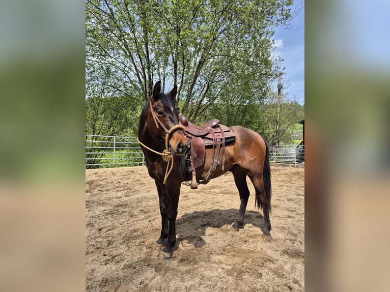 American Quarter Horse Castrone 3 Anni 154 cm Baio scuro in Steinen
