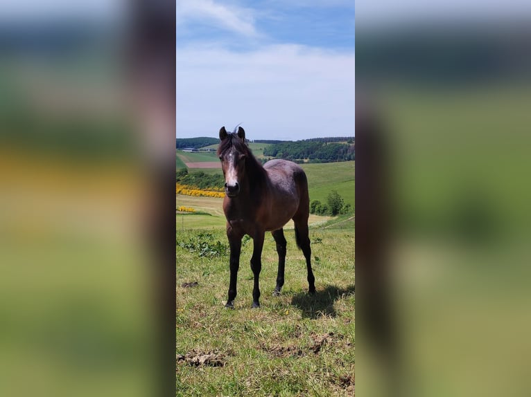 American Quarter Horse Castrone 3 Anni 154 cm Grigio in Krautscheid