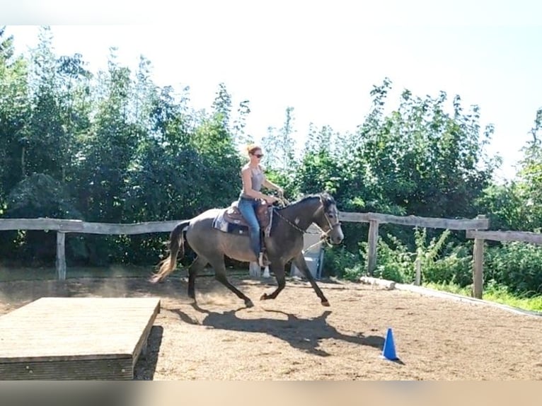 American Quarter Horse Castrone 3 Anni 154 cm Grigio in Krautscheid