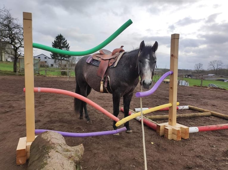 American Quarter Horse Castrone 3 Anni 154 cm Grigio in Krautscheid