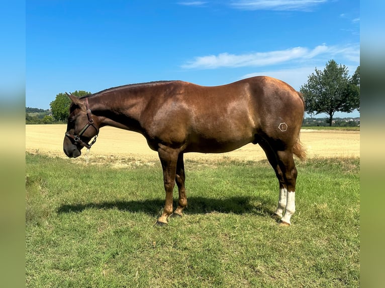 American Quarter Horse Castrone 3 Anni 154 cm Sauro scuro in München American Quarter Horse Castrone 3 Anni 154 cm Sauro scuro in München
