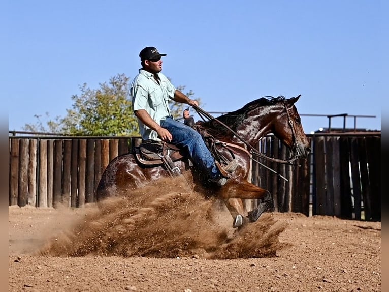 American Quarter Horse Castrone 3 Anni 155 cm Baio ciliegia in Waco, TX