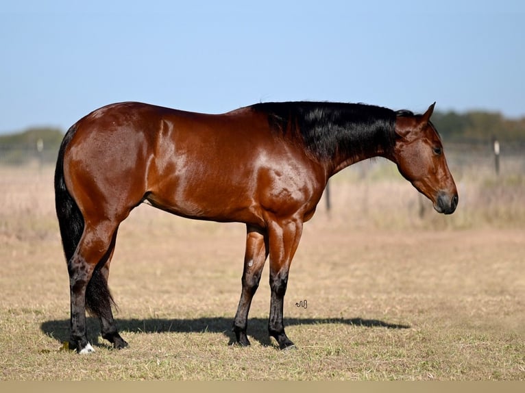 American Quarter Horse Castrone 3 Anni 155 cm Baio ciliegia in Waco, TX