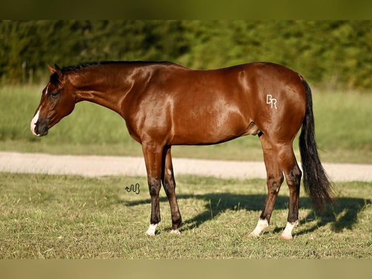 American Quarter Horse Castrone 3 Anni 155 cm Baio ciliegia in Waco, TX