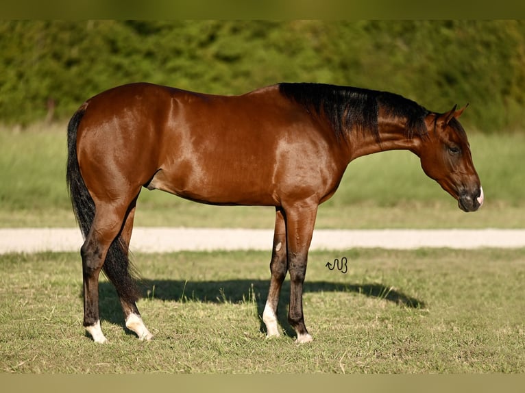 American Quarter Horse Castrone 3 Anni 155 cm Baio ciliegia in Waco, TX