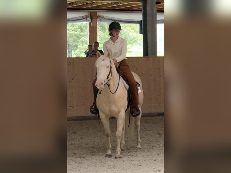 American Quarter Horse Castrone 3 Anni 155 cm Cremello in Hombrechtikon American Quarter Horse Castrone 3 Anni 155 cm Cremello in Hombrechtikon