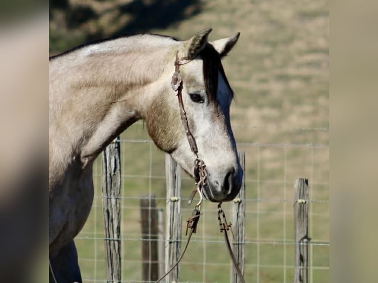 American Quarter Horse Castrone 3 Anni 155 cm Grigio in Paicines CA