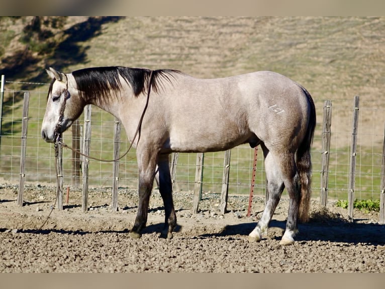 American Quarter Horse Castrone 3 Anni 155 cm Grigio in Paicines CA