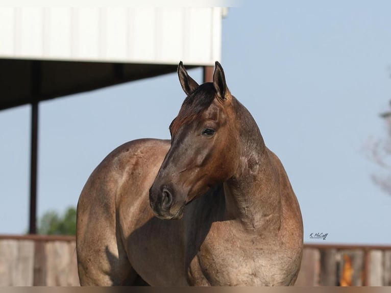 American Quarter Horse Castrone 3 Anni 155 cm Grullo in Ravenna