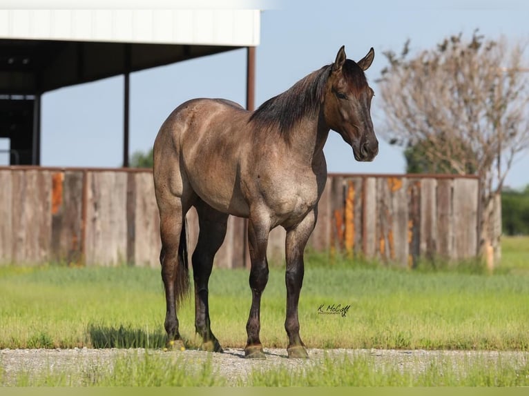 American Quarter Horse Castrone 3 Anni 155 cm Grullo in Ravenna