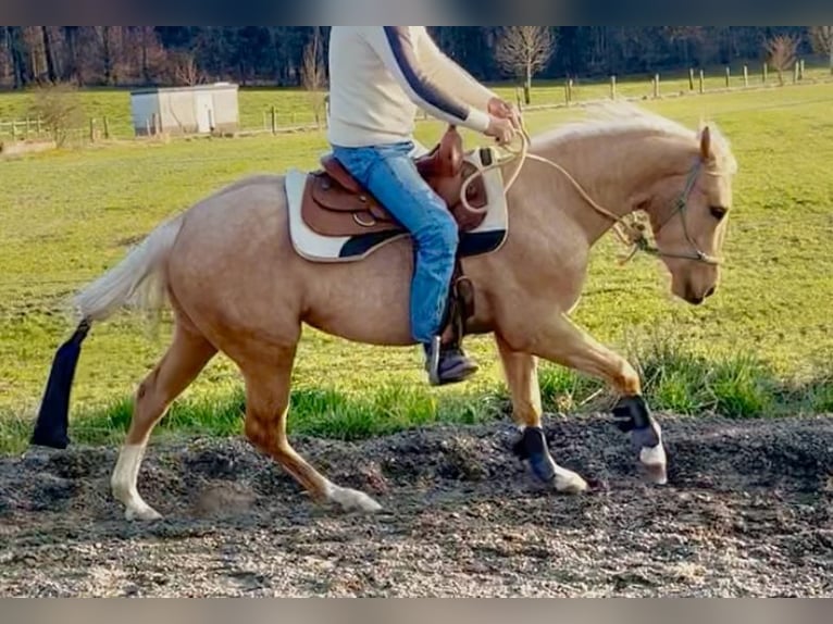 American Quarter Horse Castrone 3 Anni 155 cm Palomino in Wasserburg am Inn