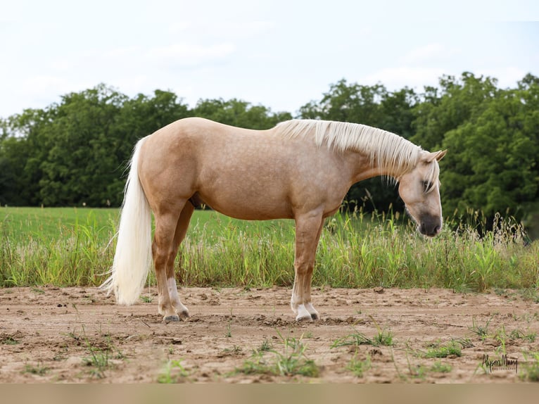 American Quarter Horse Castrone 3 Anni 155 cm Palomino in Bellevue