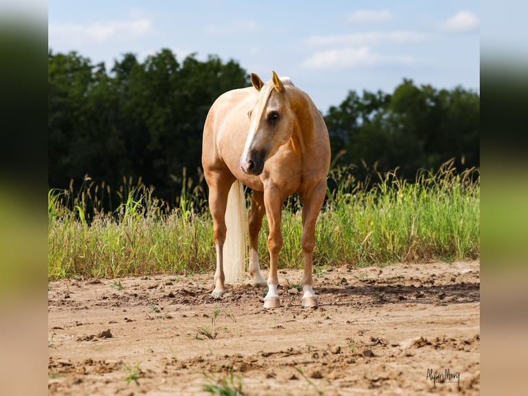 American Quarter Horse Castrone 3 Anni 155 cm Palomino in Bellevue