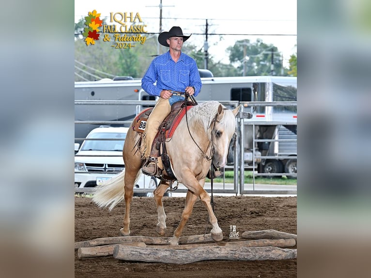 American Quarter Horse Castrone 3 Anni 155 cm Palomino in Bellevue