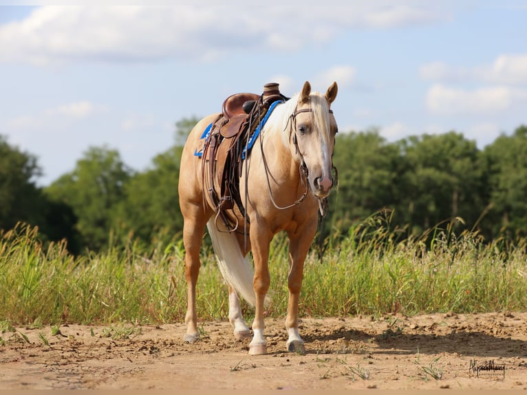 American Quarter Horse Castrone 3 Anni 155 cm Palomino in Bellevue