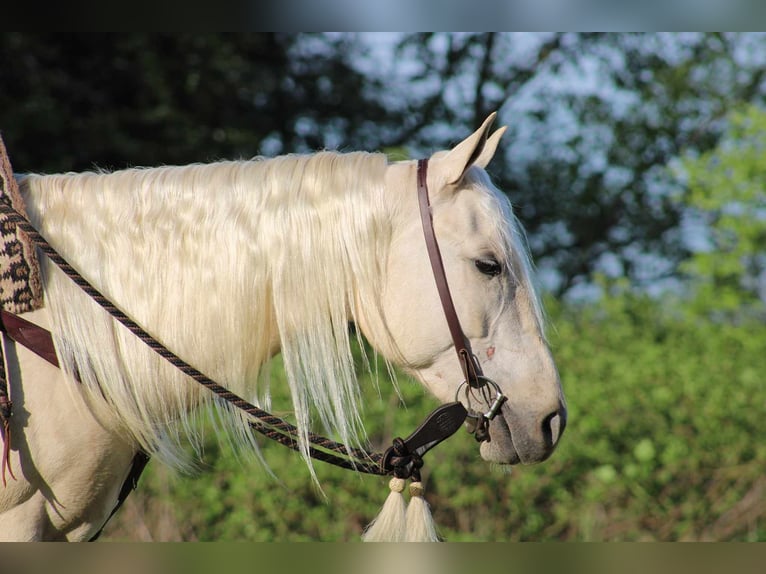 American Quarter Horse Castrone 3 Anni 155 cm Palomino in Rebersburg